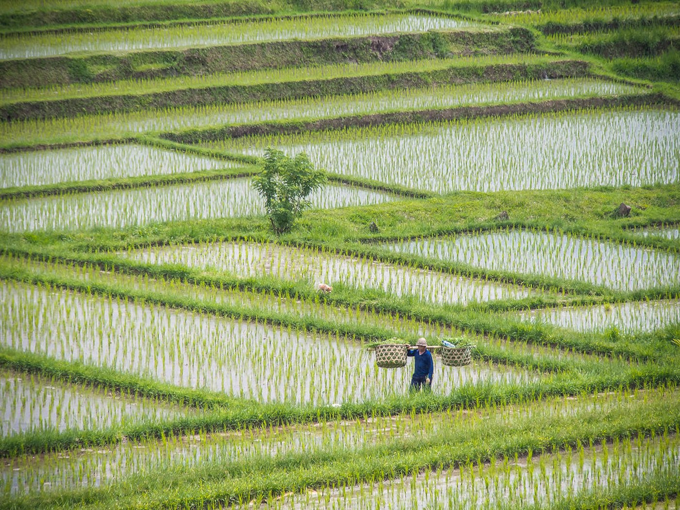 Jatiluwih rice terraces